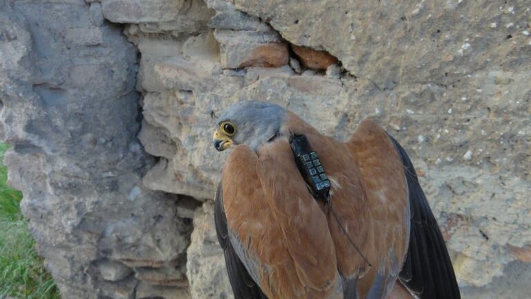 Nueve ejemplares de cernícalo primilla monitorizados en Cuenca
