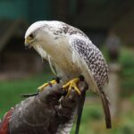 Socuéllamos acoge desde este viernes el VI Encuentro Nacional de Cetrería Villa