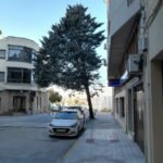 La decisión de retirar el ciprés del Paseo Cervantes fue tomada por unanimidad en una Comisión