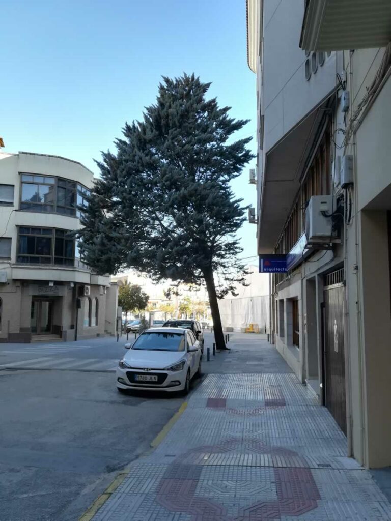 La decisión de retirar el ciprés del Paseo Cervantes fue tomada por unanimidad en una Comisión