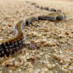 La plaga de esta especie obliga al Ayuntamiento de Ciudad Real a aplicar endoterapia a 73 pinos