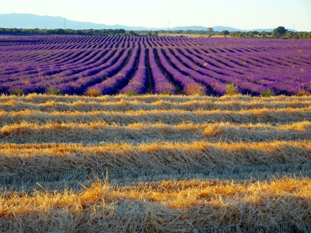 El Festival de la Lavanda se sumerge en los campos violetas de La Alcarria en Brihuega