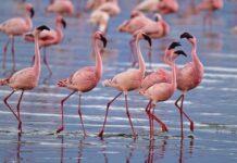 El cambio climático provoca que el flamenco enano deje de ser una “rareza” en España