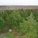 La Guardia Civil investiga a dos personas por cultivo de drogas en la “mancha conquense”.