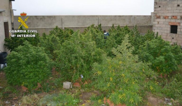 La Guardia Civil investiga a dos personas por cultivo de drogas en la “mancha  conquense”.