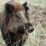 Confirmado un caso de triquinosis por consumo de carne de jabalí en la provincia de Ciudad Real