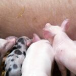 Recurren la autorización del Consistorio de Cañete para la instalación de una macrogranja de cerdos