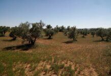 Más de 1.500 hectáreas de cultivo se suman a la Red de Custodia Agraria para la protección de la naturaleza de C-LM