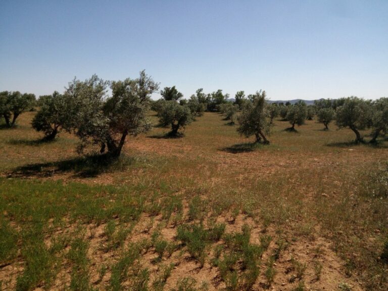 Más de 1.500 hectáreas de cultivo se suman a la Red de Custodia Agraria para la protección de la naturaleza de C-LM