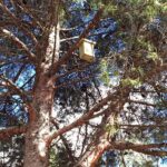 El Ayuntamiento de Cuenca continúa las actuaciones de eliminación de la procesionaria en la ciudad