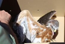 Medio Ambiente ha recibido más de 600 avisos desde el mes de enero para la recogida de especies amenazadas