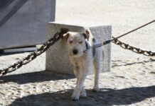 APAM crítica su exclusión en la Ley de Bienestar Animal de C-LM para luchar contra el maltrato