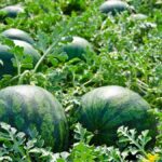 Hallan muerto a un hombre de 35 años mientras trabajaba recogiendo sandías en Llanos del Caudillo