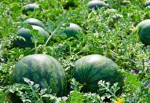 Cooperativas Agro-alimentarias considera peligroso el aumento de la superficie de siembra de melón y sandía