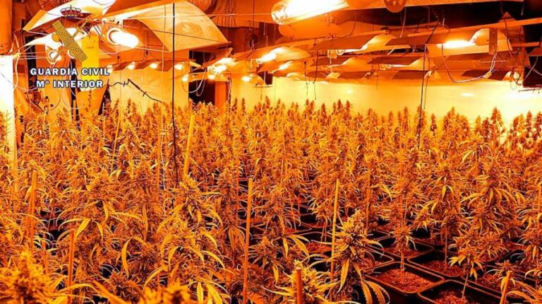 La Guardia Civil los ha “pillado” con casi 700 plantas de marihuana
