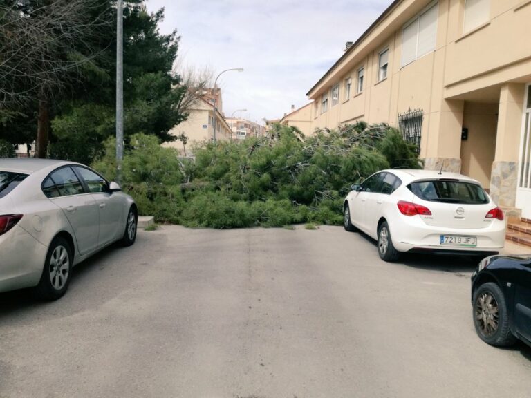Piden ya la Ordenanza del Árbol para evitar desprendimientos de ramas en Albacete