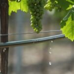 ASAJA llama a los agricultores de Ciudad real a una concentración el 12 de diciembre contra los recortes de agua