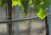 Para Cooperativas Agro-alimentarias, el Pacto Regional por el Agua debe contener objetivos, actuaciones y compromisos concretos