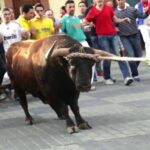 La Manchuela Contra la Tortura Animal recoge 1.800 firmas contra los festejos donde se maltraten animales en Motilla