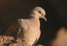 El período hábil de caza en Castilla-La Mancha para la tórtola y la codorniz arranca el próximo lunes