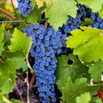 Uclés acoge una jornada divulgativa sobre la Sostenibilidad en el mundo del vino