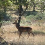 Declarados comarca de emergencia cinegética varios términos municipales de Cuenca