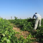 Curso gratuito para los vecinos de Socuéllamos que quieran formarse en agricultura Viñedos