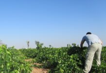 Este sábado entran en vigor las bases reguladoras para las ayudas a jóvenes agricultores en 2018 Viñedos