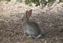 El decreto que revisará si el conejo de monte es especie de interés preferente, a información pública desde este martes