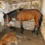 Investigan a un hombre por abandono de animales en un municipio de Ciudad Real