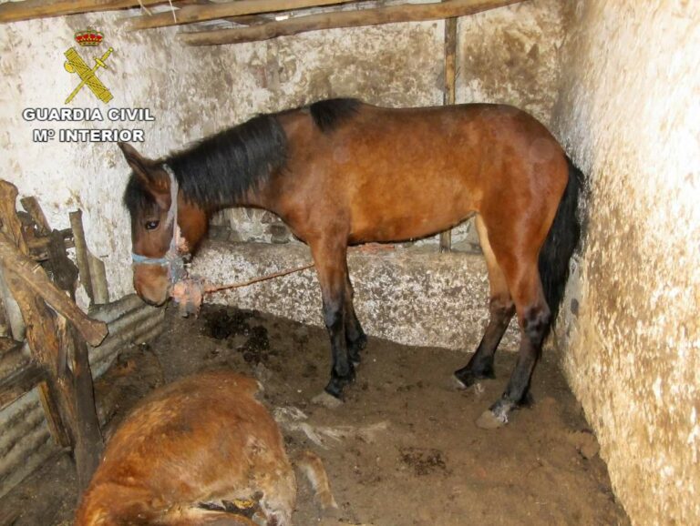 Investigan a un hombre por abandono de animales en un municipio de Ciudad Real