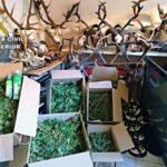 La Guardia Civil desmantela dos plantaciones de marihuana en Argamasilla de Calatrava