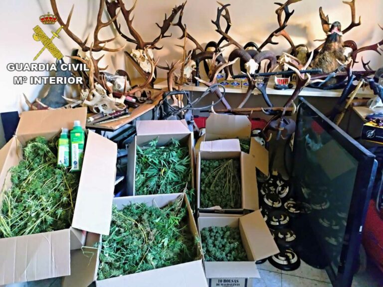 La Guardia Civil desmantela dos plantaciones de marihuana en Argamasilla de Calatrava