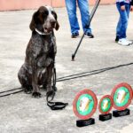 El perro perdiguero de Burgos, estrella en FERCATUR 2018 por su nobleza y corpulencia