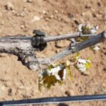 ASAJA Ciudad Real evalúa los daños causados por las heladas en el viñedo de la provincia