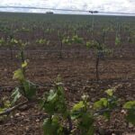 Las provincias de Toledo y Cuenca, las más afectadas por las heladas de viñedo el 1 de mayo
