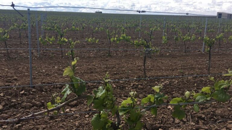 Las provincias de Toledo y Cuenca, las más afectadas por las heladas de viñedo el 1 de mayo