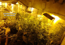 Exportaban 500 kg de cogollos a la semana, desde Ciudad Real y Toledo hasta Europa