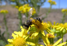 ¿Qué debes hacer si te encuentras un panal de abejas?