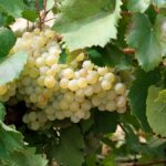 Comienza el Concurso Nacional de Vinos Airén por el Mundo 2018