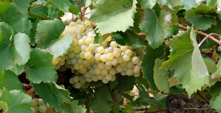 Comienza el Concurso Nacional de Vinos Airén por el Mundo 2018