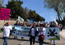 Amenazan con tractoradas por toda Castilla-La Mancha ante la “ineficacia” de la Junta por la plaga de conejos
