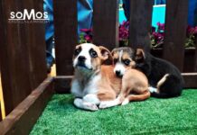 La entrañable historia de una adopción «por casualidad» en Albacete, gracias al poder de la radio