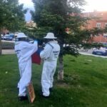 Y ahora… abejas en Cuenca