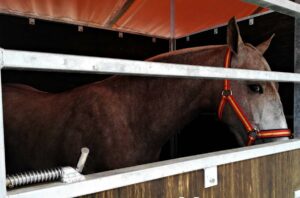 El caballo, el gran protagonista de este año en Expovicaman