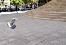 Denuncian la inacción del PP de Albacete ante el continuo aumento de la población de palomas