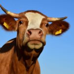 El partido animalista PACMA se atribuye la suspensión de la ‘moto torera’ prevista en Minglanilla