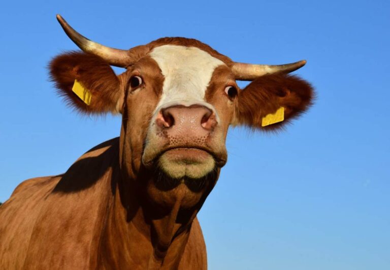 El partido animalista PACMA se atribuye la suspensión de la ‘moto torera’ prevista en Minglanilla