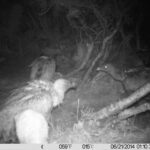 Investigadores de la UCLM registran por primera vez en el mundo buitres leonados alimentándose de noche