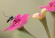 Tras la primavera lluviosa, más insectos que podrían causar daños en las cosechas